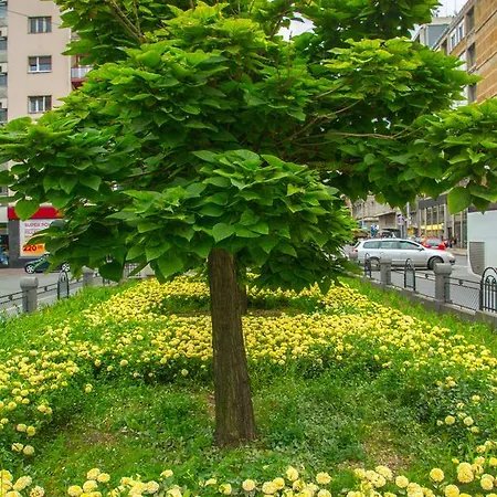 Petra 071 شقة بلغراد