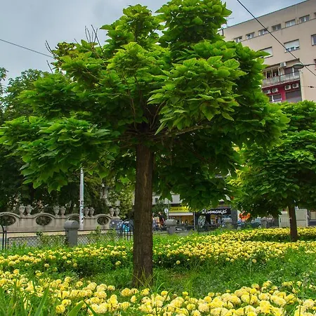 公寓 Petra 071 贝尔格莱德